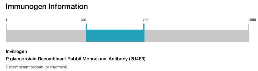 P glycoprotein Recombinant Rabbit Monoclonal Antibody (2U4E9)