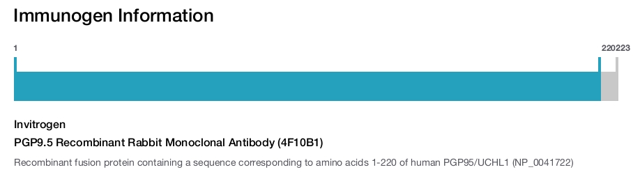 PGP9.5 Recombinant Rabbit Monoclonal Antibody (4F10B1)