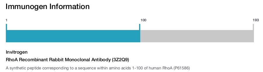 RhoA Recombinant Rabbit Monoclonal Antibody (3Z2Q9)