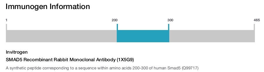 SMAD5 Recombinant Rabbit Monoclonal Antibody (1X5G9)