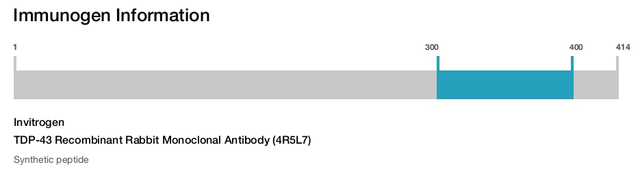 TDP-43 Recombinant Rabbit Monoclonal Antibody (4R5L7)