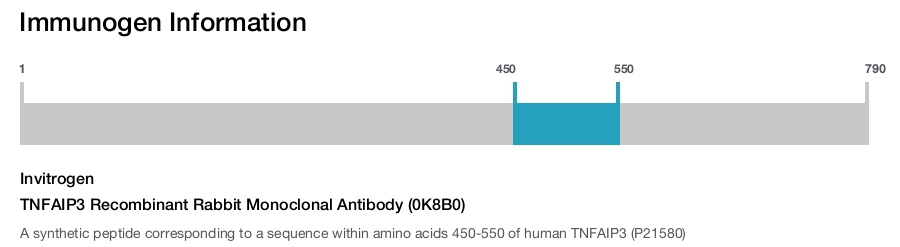 TNFAIP3 Recombinant Rabbit Monoclonal Antibody (0K8B0)