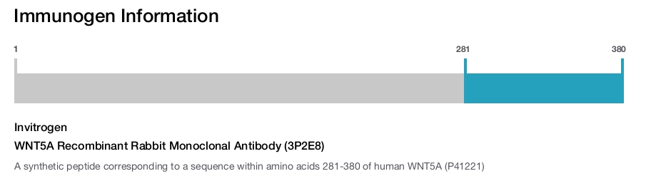 WNT5A Recombinant Rabbit Monoclonal Antibody (3P2E8)