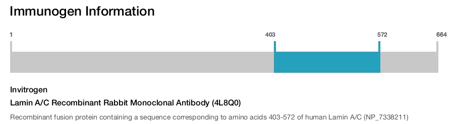 Lamin A/C Recombinant Rabbit Monoclonal Antibody (4L8Q0)