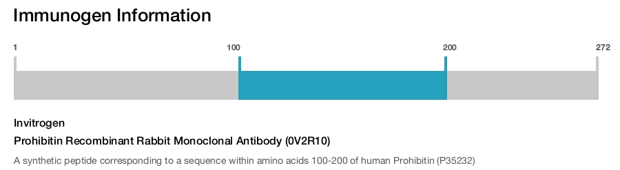 Prohibitin Recombinant Rabbit Monoclonal Antibody (0V2R10)