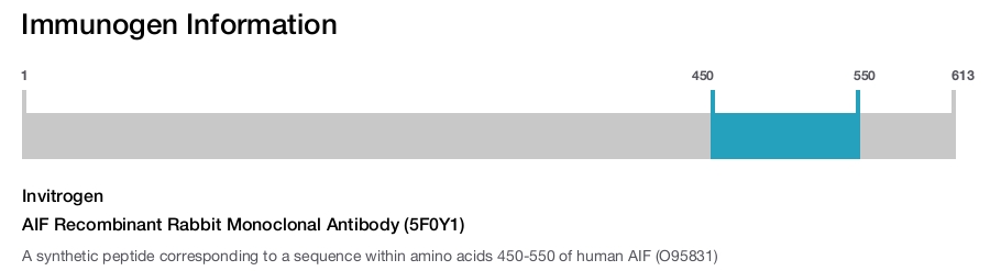 AIF Recombinant Rabbit Monoclonal Antibody (5F0Y1)