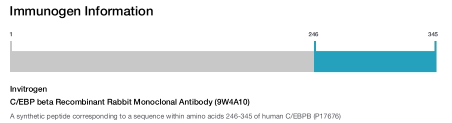C/EBP beta Recombinant Rabbit Monoclonal Antibody (9W4A10)