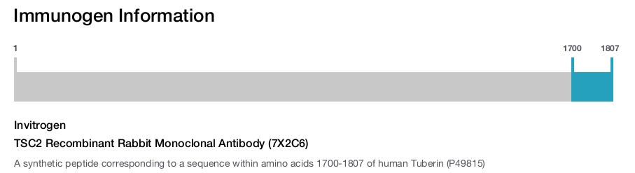 TSC2 Recombinant Rabbit Monoclonal Antibody (7X2C6)