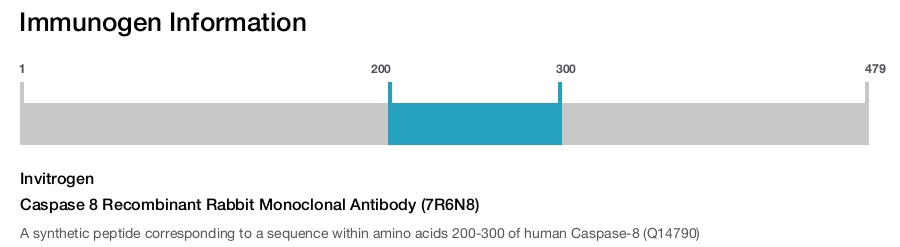 Caspase 8 Recombinant Rabbit Monoclonal Antibody (7R6N8)