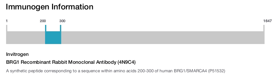 BRG1 Recombinant Rabbit Monoclonal Antibody (4N9C4)