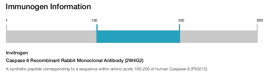 Caspase 6 Recombinant Rabbit Monoclonal Antibody (2W4G2)