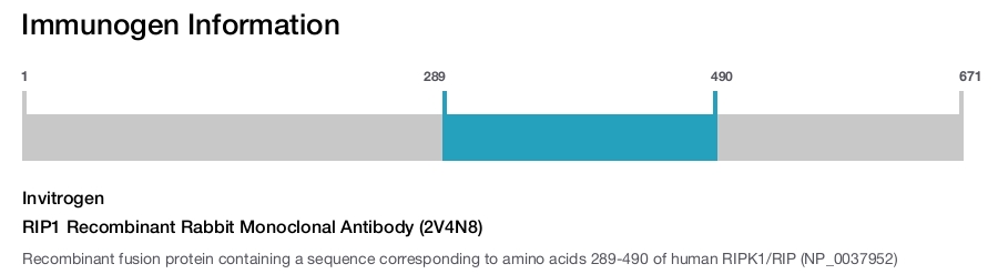RIP1 Recombinant Rabbit Monoclonal Antibody (2V4N8)