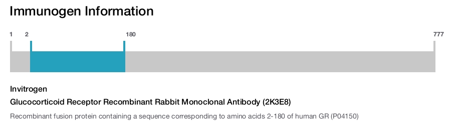 Glucocorticoid Receptor Recombinant Rabbit Monoclonal Antibody (2K3E8)