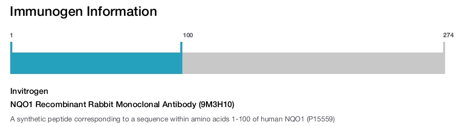 NQO1 Recombinant Rabbit Monoclonal Antibody (9M3H10)