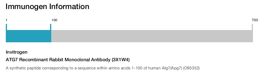 ATG7 Recombinant Rabbit Monoclonal Antibody (3X1W4)