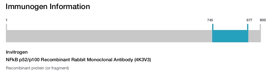 NFkB p52/p100 Recombinant Rabbit Monoclonal Antibody (4K3V3)