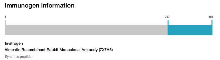 Vimentin Recombinant Rabbit Monoclonal Antibody (7X7H6)