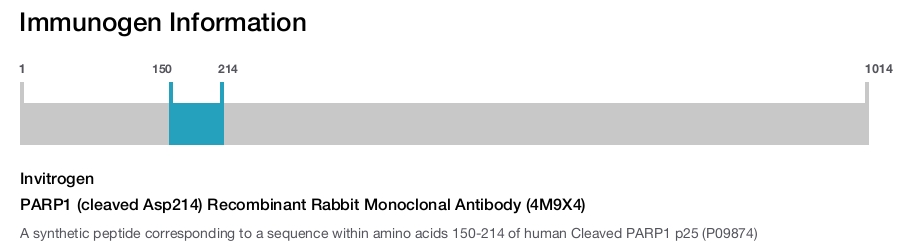 PARP1 (cleaved Asp214) Recombinant Rabbit Monoclonal Antibody (4M9X4)