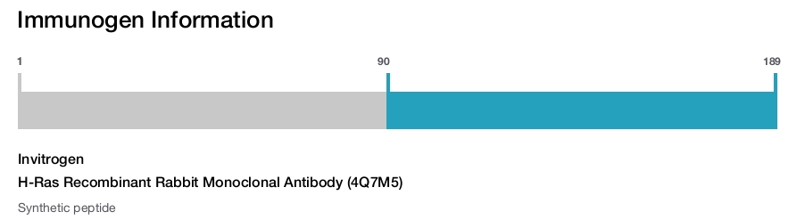 H-Ras Recombinant Rabbit Monoclonal Antibody (4Q7M5)