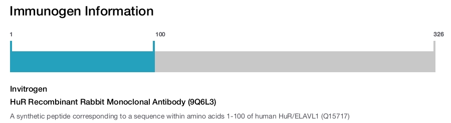 HuR Recombinant Rabbit Monoclonal Antibody (9Q6L3)