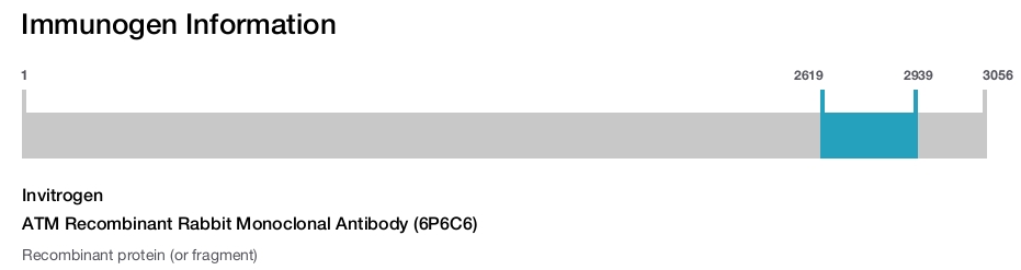 ATM Recombinant Rabbit Monoclonal Antibody (6P6C6)