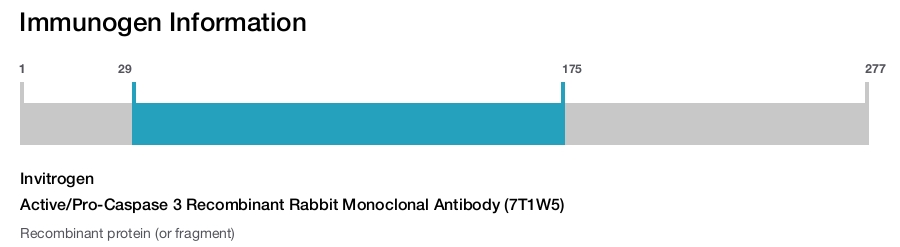 Active/Pro-Caspase 3 Recombinant Rabbit Monoclonal Antibody (7T1W5)