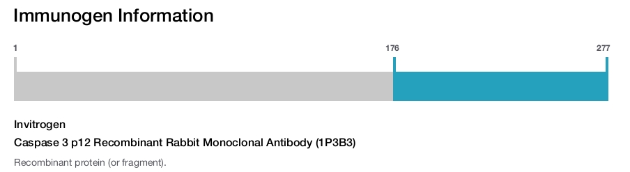 Caspase 3 p12 Recombinant Rabbit Monoclonal Antibody (1P3B3)