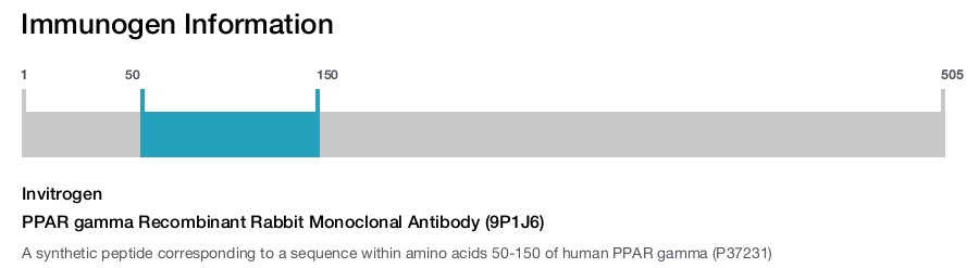 PPAR gamma Recombinant Rabbit Monoclonal Antibody (9P1J6)
