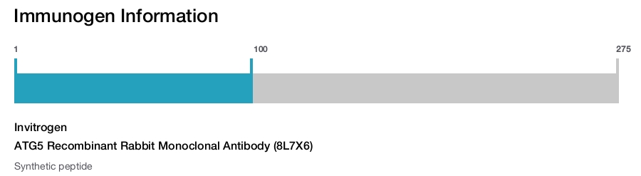 ATG5 Recombinant Rabbit Monoclonal Antibody (8L7X6)