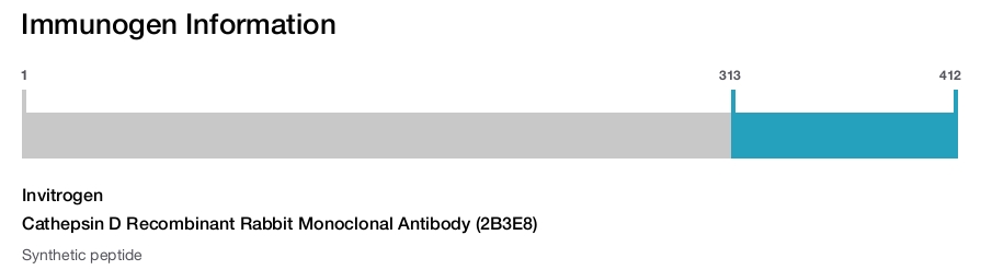 Cathepsin D Recombinant Rabbit Monoclonal Antibody (2B3E8)