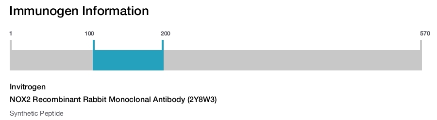 NOX2 Recombinant Rabbit Monoclonal Antibody (2Y8W3)