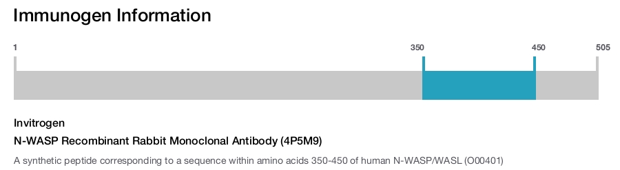 N-WASP Recombinant Rabbit Monoclonal Antibody (4P5M9)