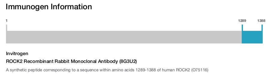 ROCK2 Recombinant Rabbit Monoclonal Antibody (8G3U2)