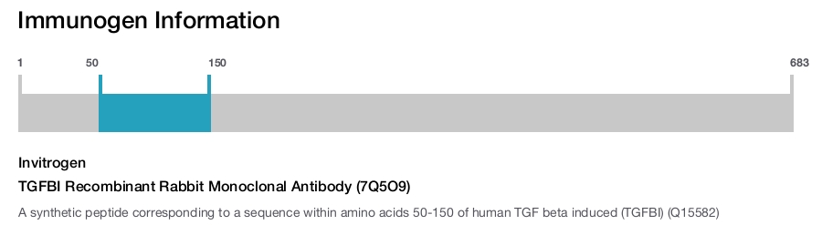 TGFBI Recombinant Rabbit Monoclonal Antibody (7Q5O9)