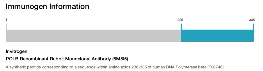 POLB Recombinant Rabbit Monoclonal Antibody (6M8I5)