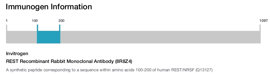 REST Recombinant Rabbit Monoclonal Antibody (8R8Z4)
