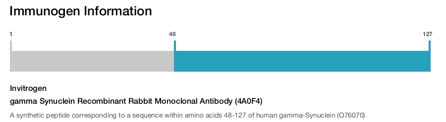 gamma Synuclein Recombinant Rabbit Monoclonal Antibody (4A0F4)