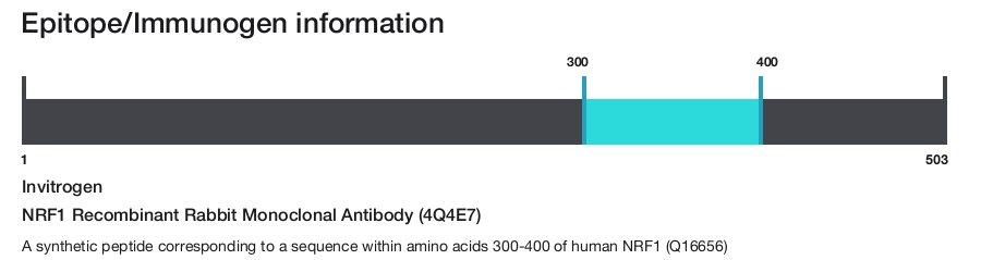 NRF1 Recombinant Rabbit Monoclonal Antibody (4Q4E7)