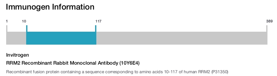 RRM2 Recombinant Rabbit Monoclonal Antibody (10Y6E4)