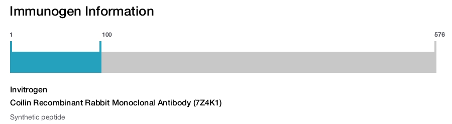 Coilin Recombinant Rabbit Monoclonal Antibody (7Z4K1)