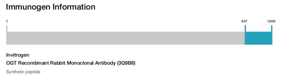 OGT Recombinant Rabbit Monoclonal Antibody (3Q9B8)
