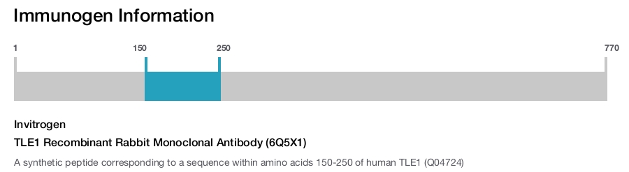 TLE1 Recombinant Rabbit Monoclonal Antibody (6Q5X1)