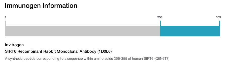 SIRT6 Recombinant Rabbit Monoclonal Antibody (1D0L6)