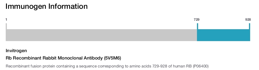 Rb Recombinant Rabbit Monoclonal Antibody (5V5M6)