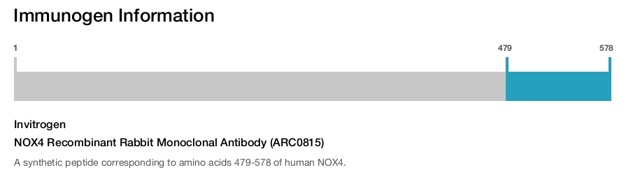 NOX4 Recombinant Rabbit Monoclonal Antibody (ARC0815)