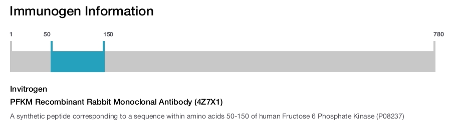 PFKM Recombinant Rabbit Monoclonal Antibody (4Z7X1)