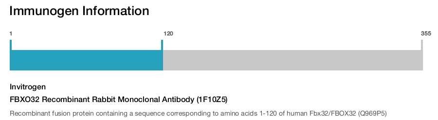FBXO32 Recombinant Rabbit Monoclonal Antibody (1F10Z5)