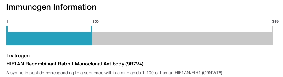 HIF1AN Recombinant Rabbit Monoclonal Antibody (9R7V4)