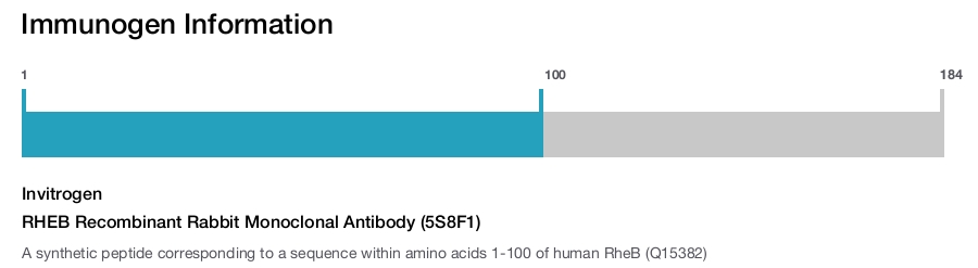 RHEB Recombinant Rabbit Monoclonal Antibody (5S8F1)