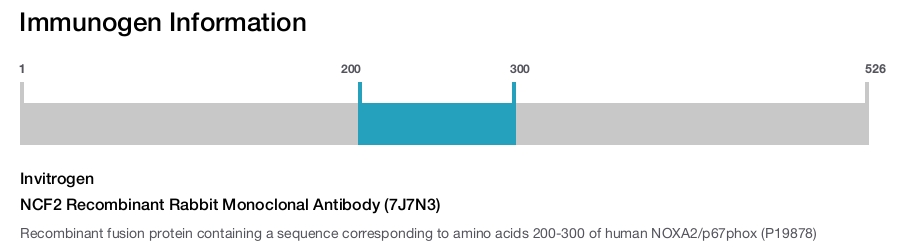 NCF2 Recombinant Rabbit Monoclonal Antibody (7J7N3)